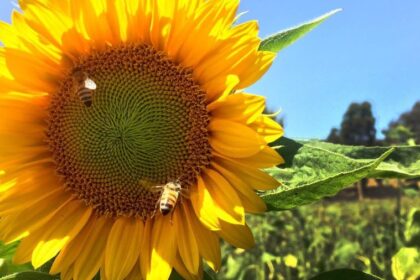 Les journées de l’abeille et de l’aviation croisent les trajectoires de vol environnementales