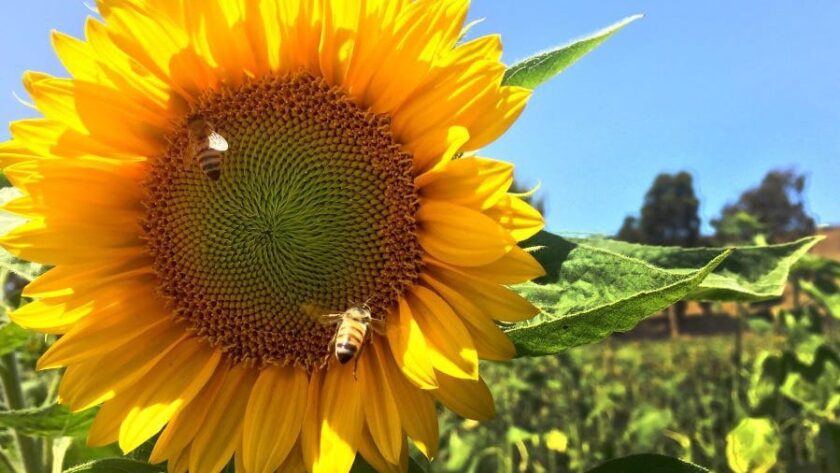 Les journées de l’abeille et de l’aviation croisent les trajectoires de vol environnementales